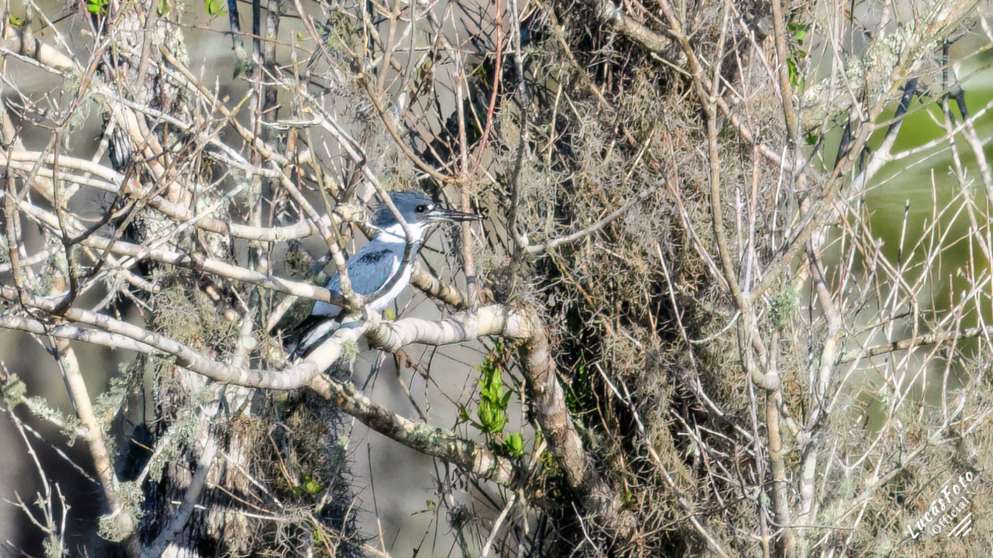 Belted Kingfisher