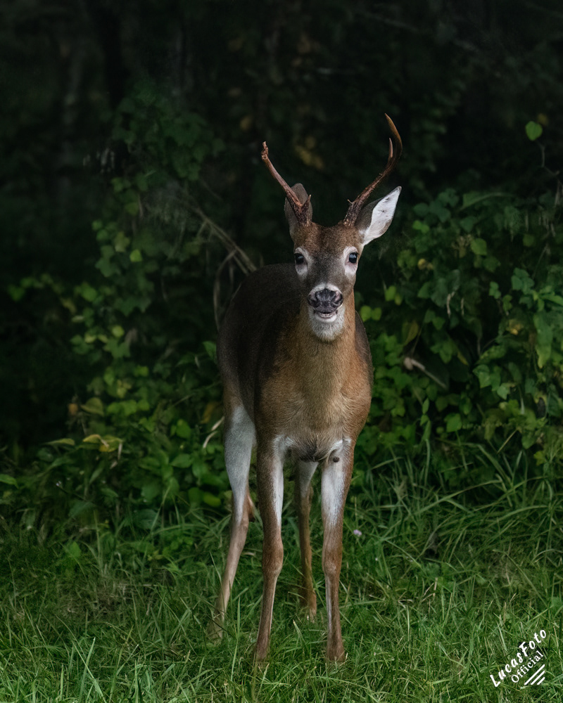 Whitetail