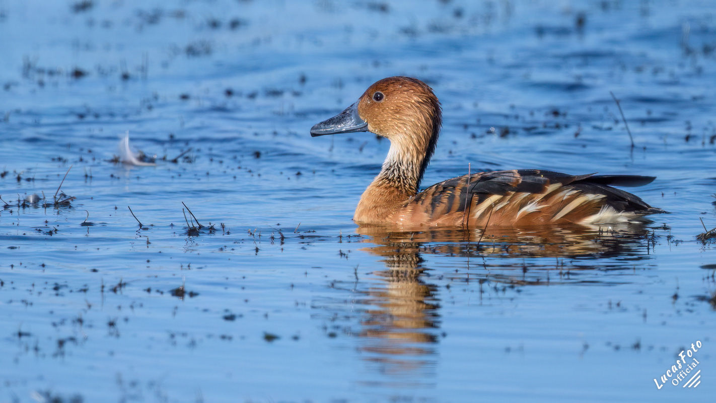 Fulvous Whistling-Duck