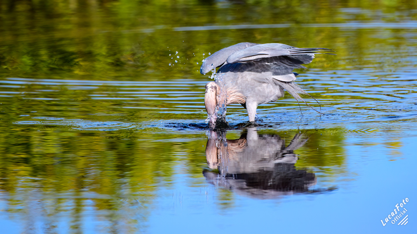 Reddish Egret
