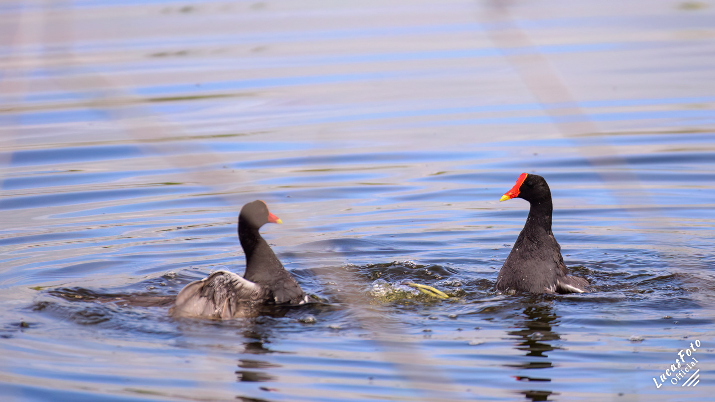 Common Gallinule