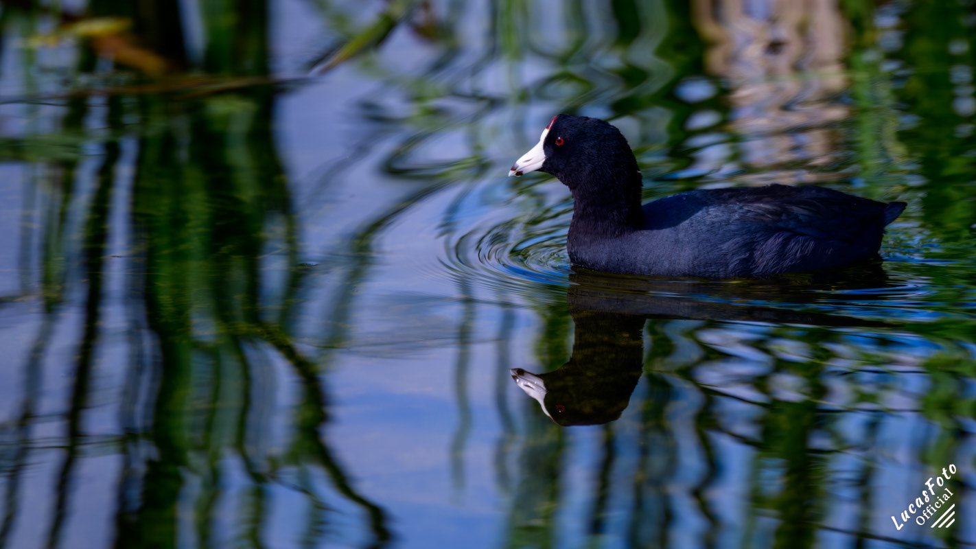 American Coot