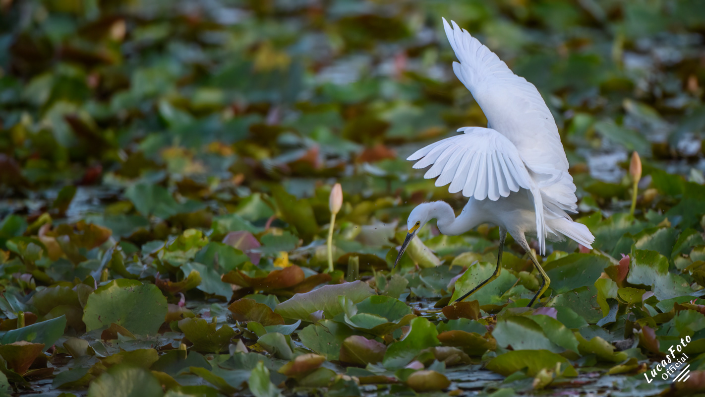Snowy Egret
