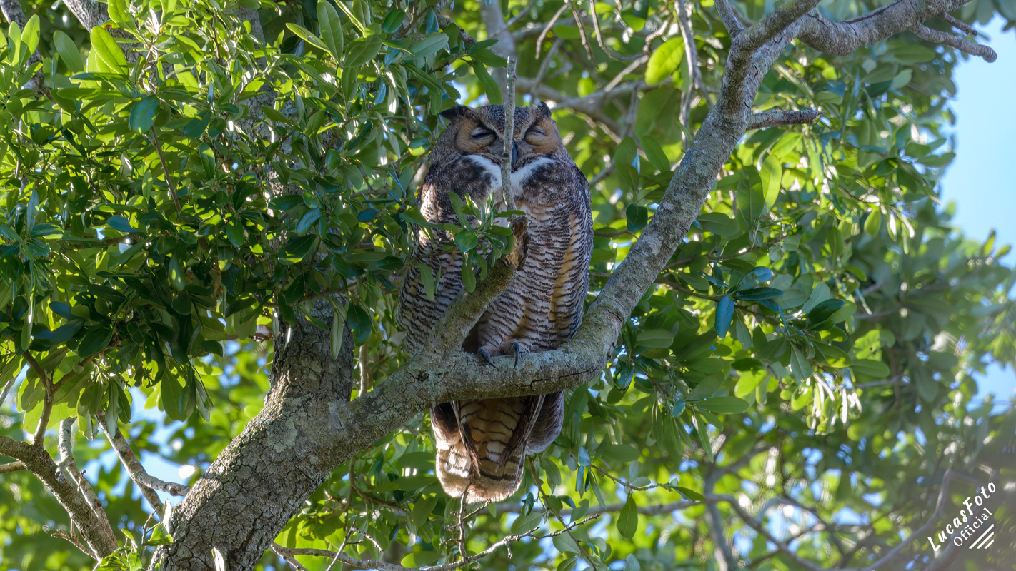 Great Horned Owl