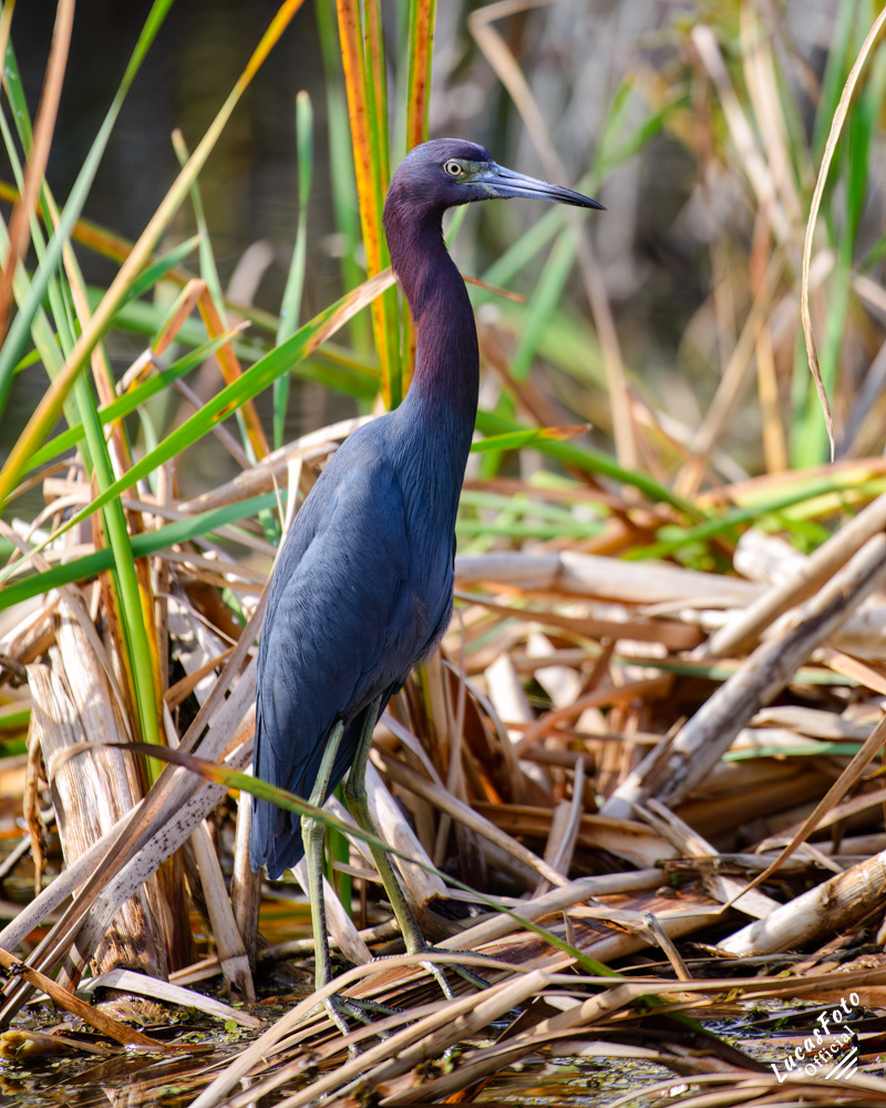 Little Blue Heron