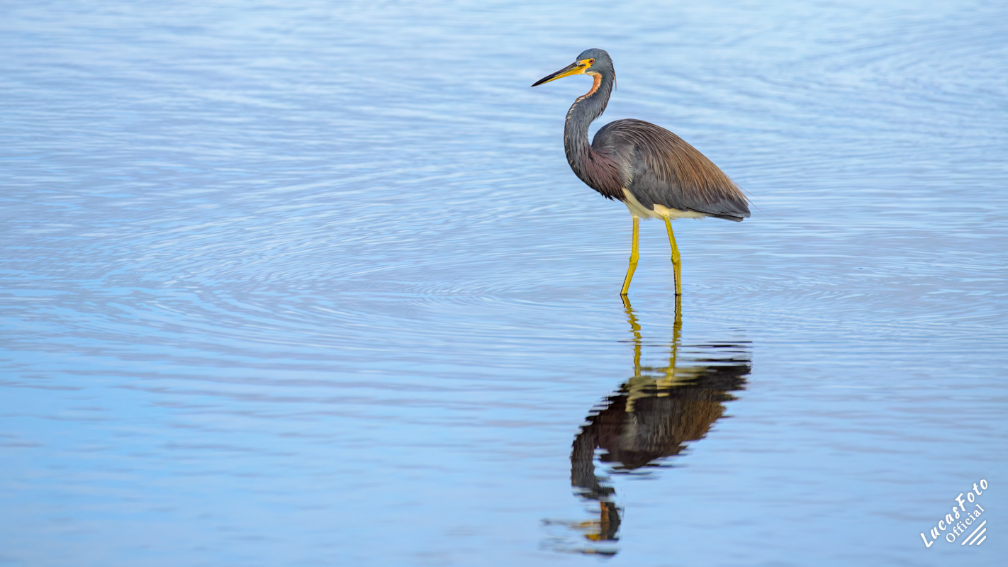 Tricolored Heron