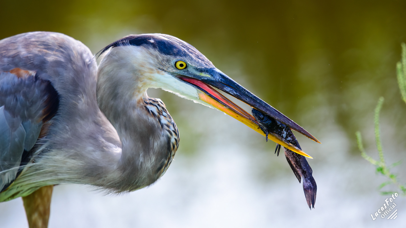 Great Blue Heron