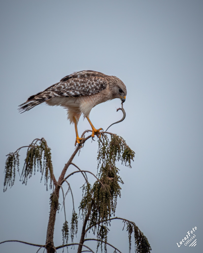 Red-shouldered Hawk