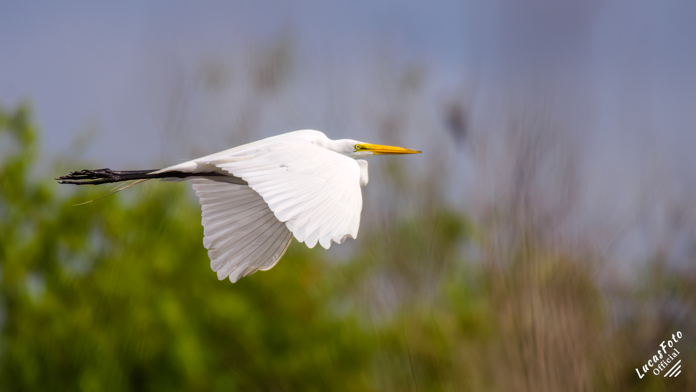 Great Egret