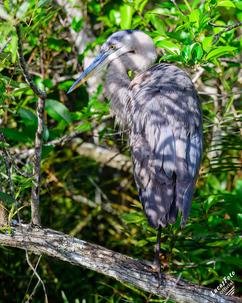 Great Blue Heron