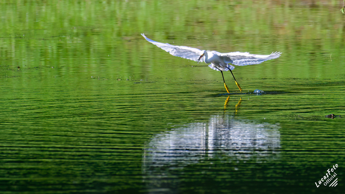 Snowy Egret