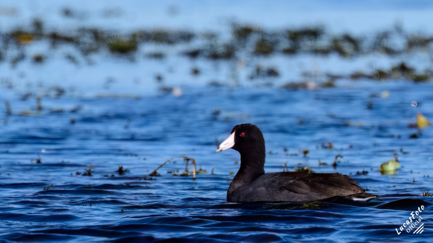 American Coot