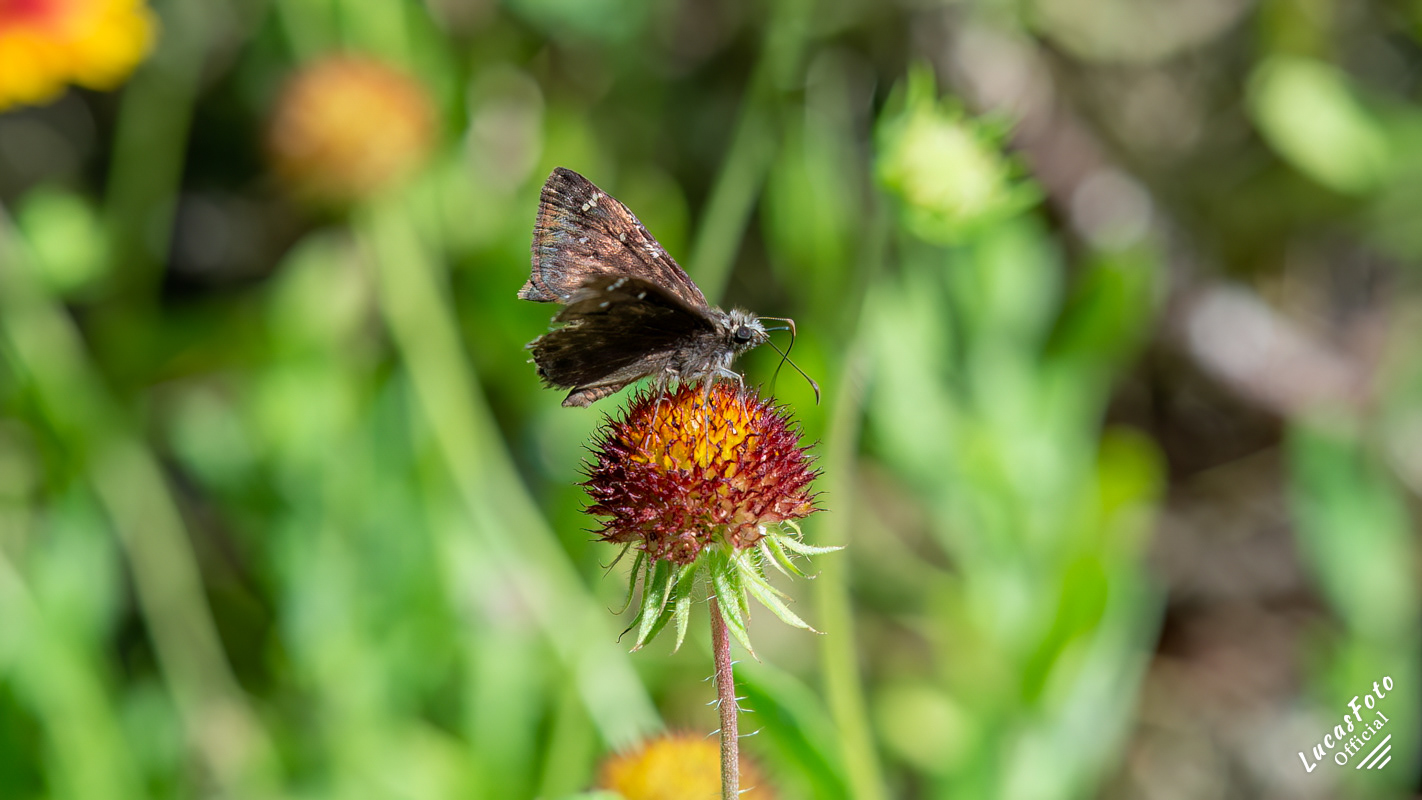 Clouded Skipper