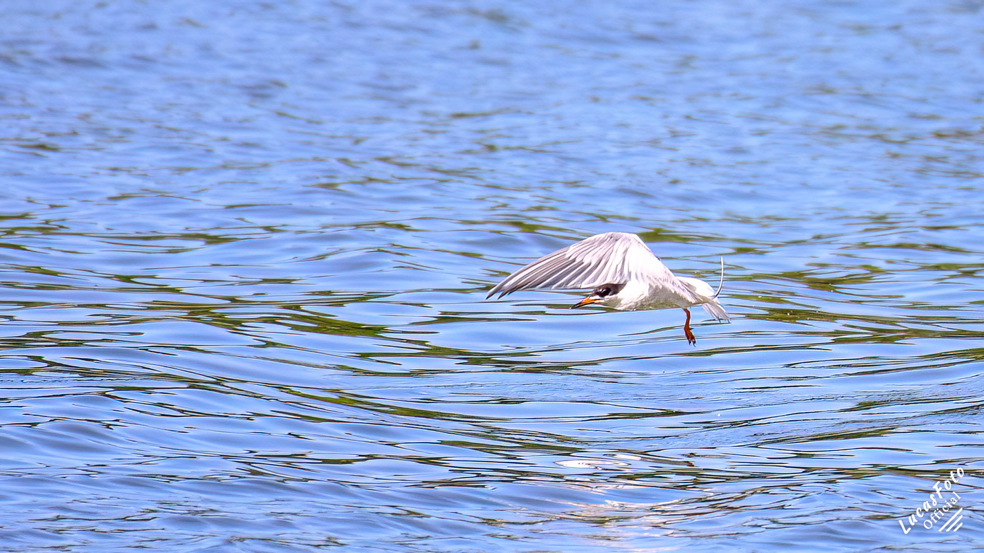 Forster's Tern