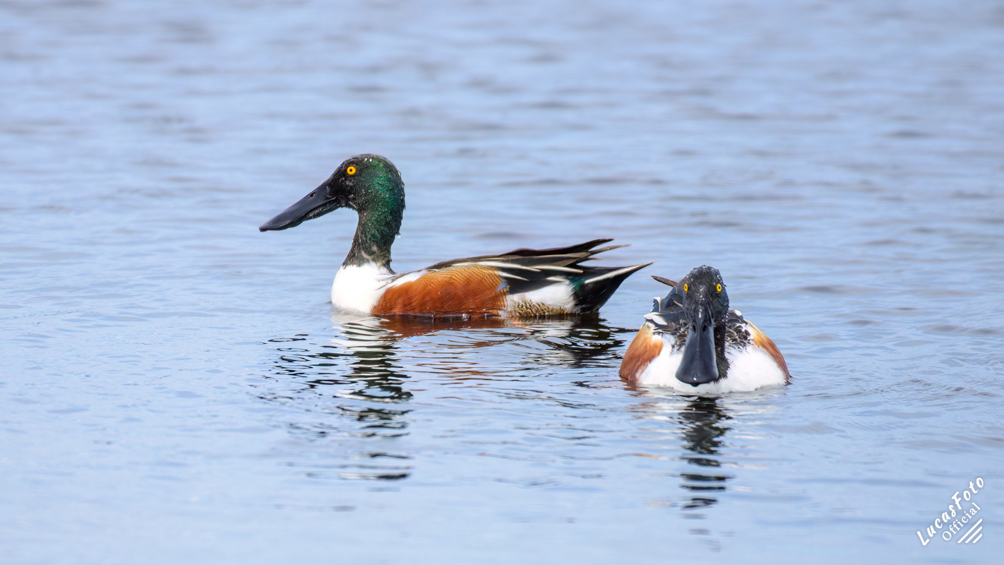 Northern Shoveler