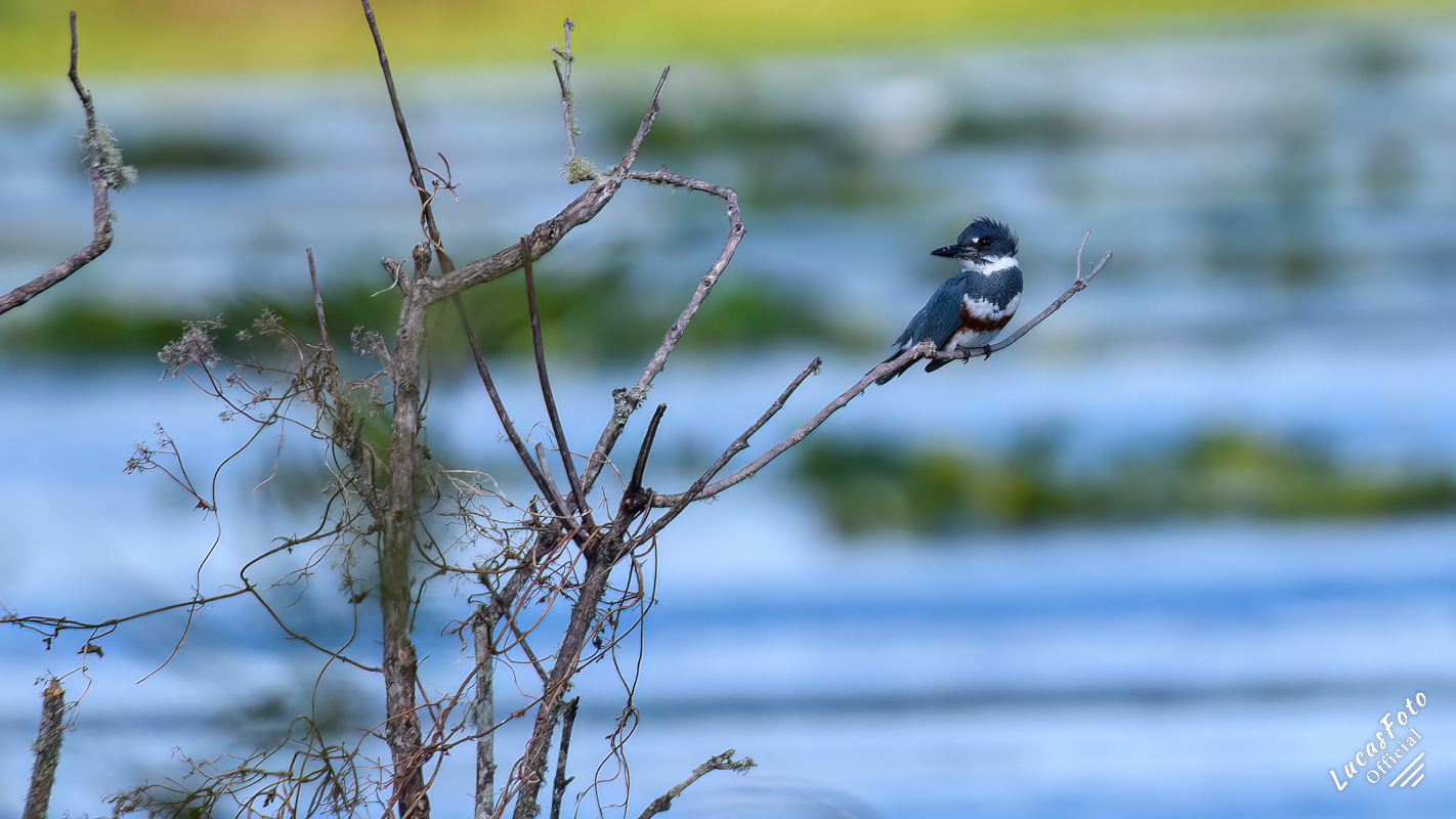 Belted Kingfisher
