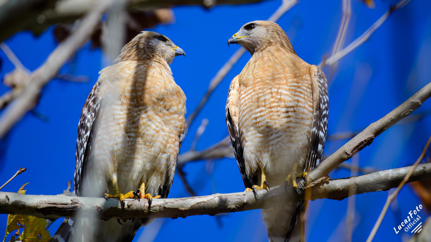 Red-shouldered Hawk
