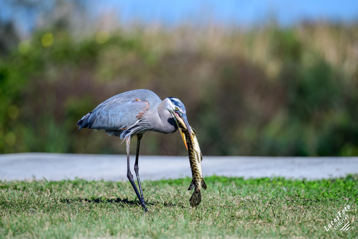 Great Blue Heron