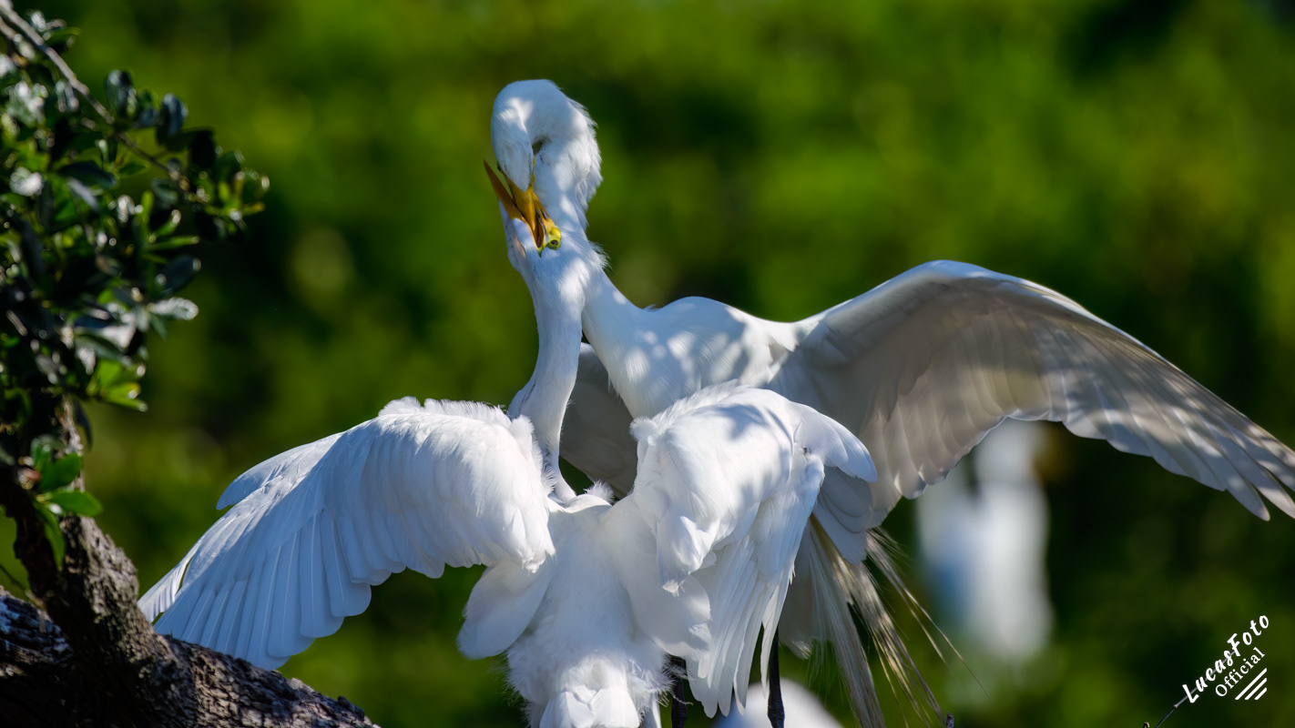 Great Egret