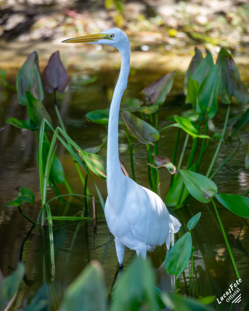 Great Egret