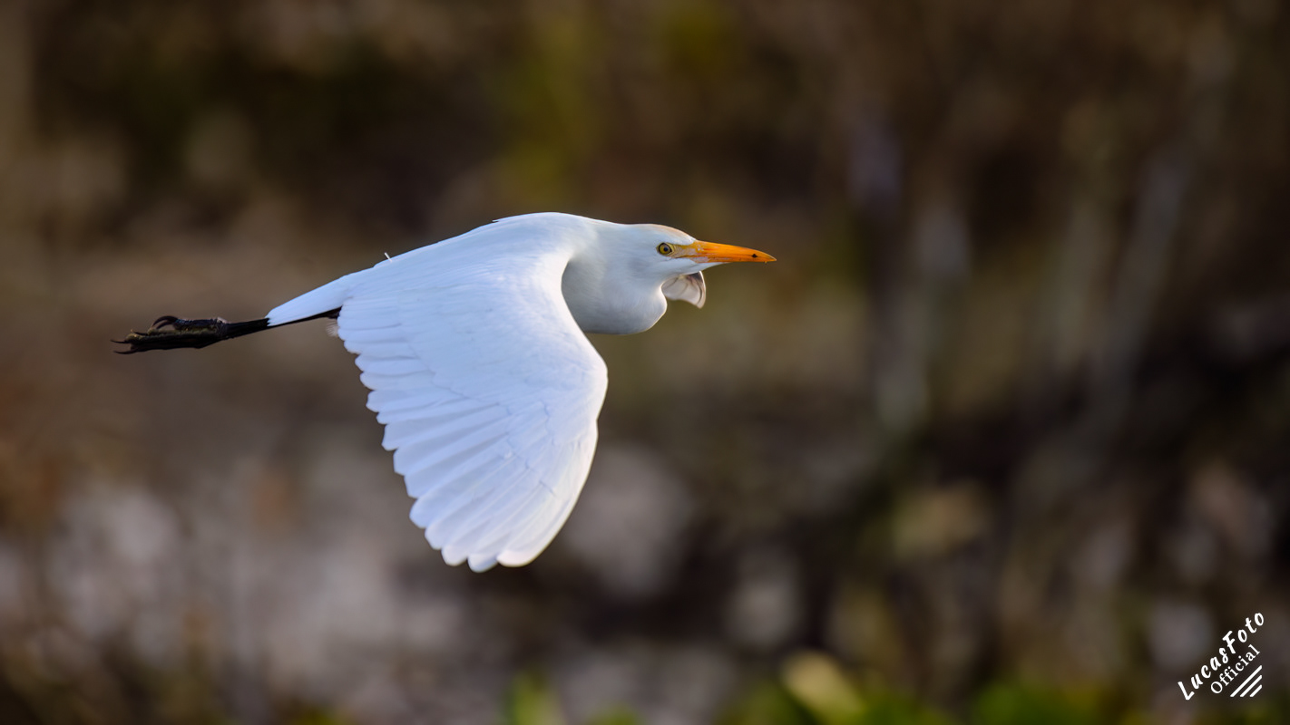 Cattle Egret