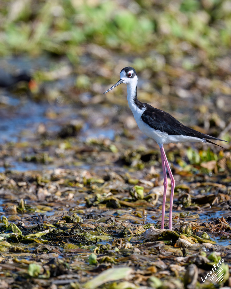 Black-necked Stilt