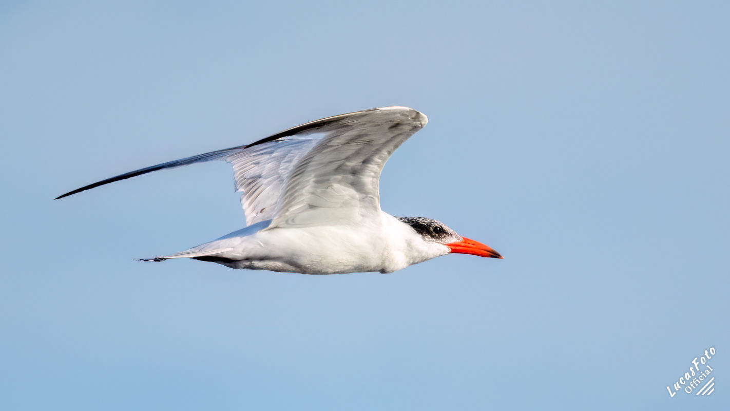 Caspian Tern