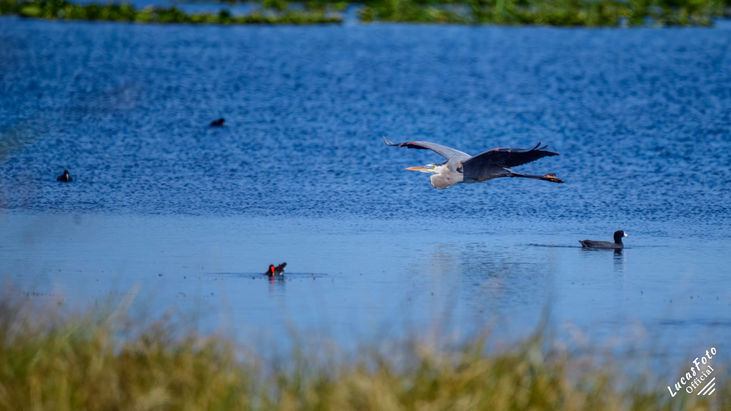 Great Blue Heron