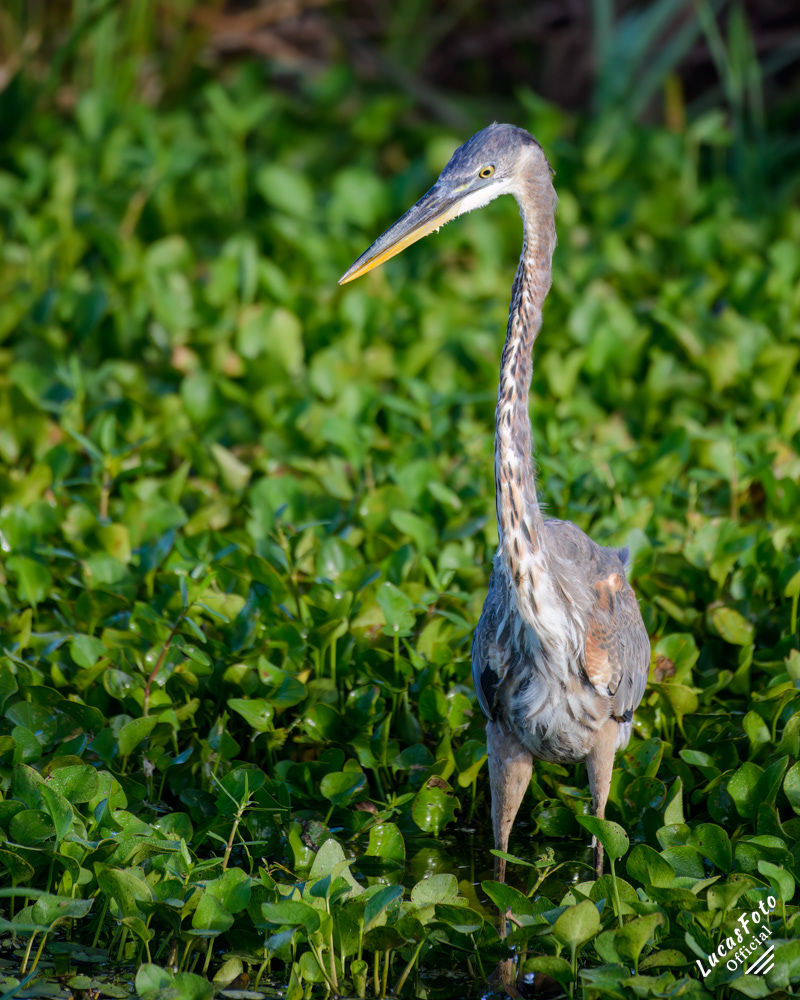 Great Blue Heron