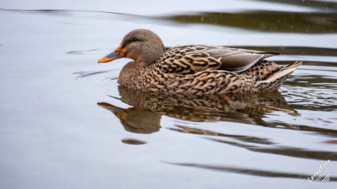 Mallard Duck