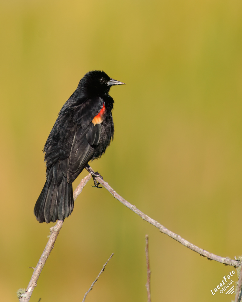Red-winged Blackbird