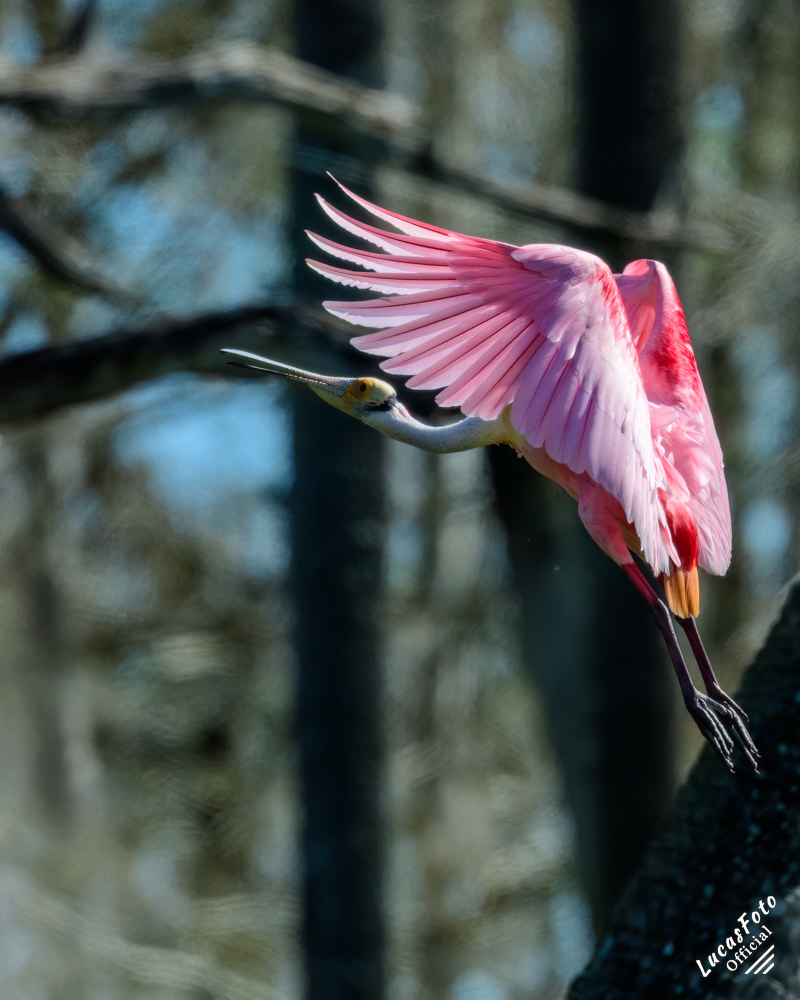 Roseate Spoonbill