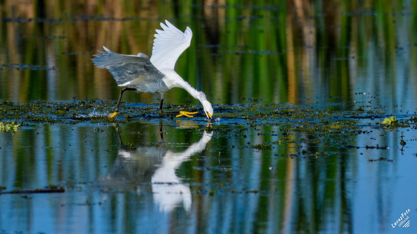 Snowy Egret