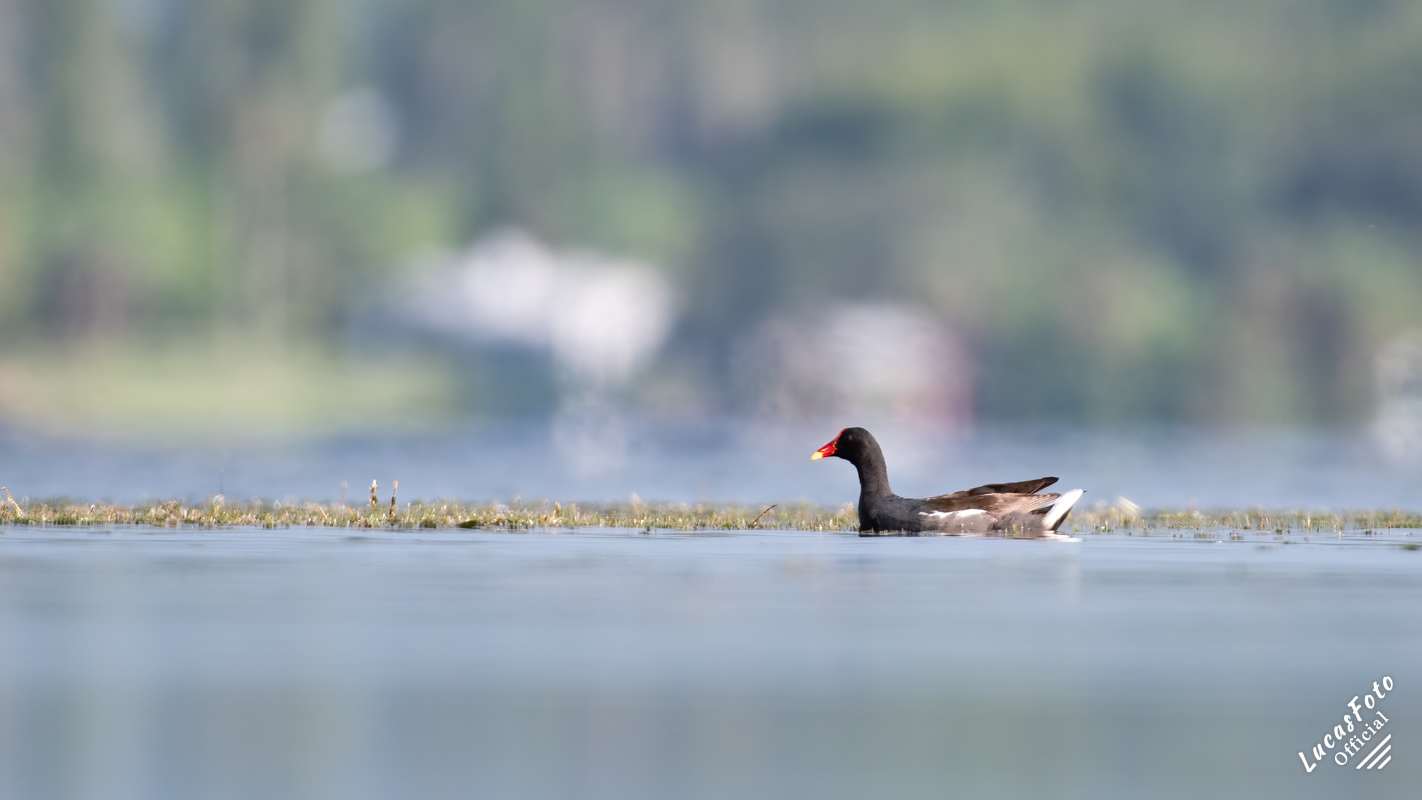 Common Gallinule