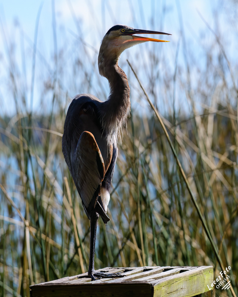 Great Blue Heron