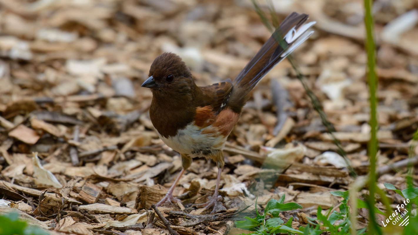 Eastern Towhee