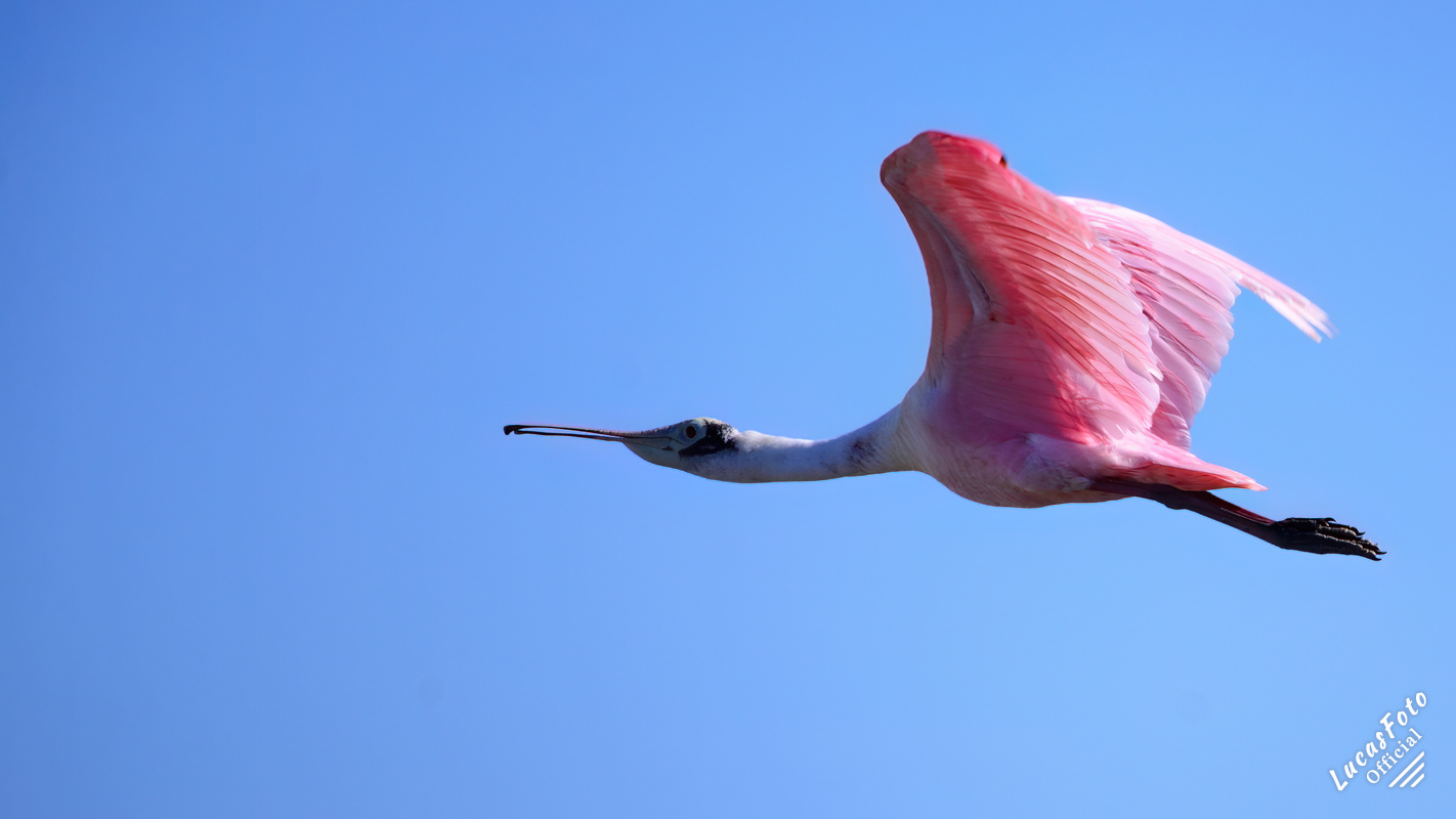 Roseate Spoonbill