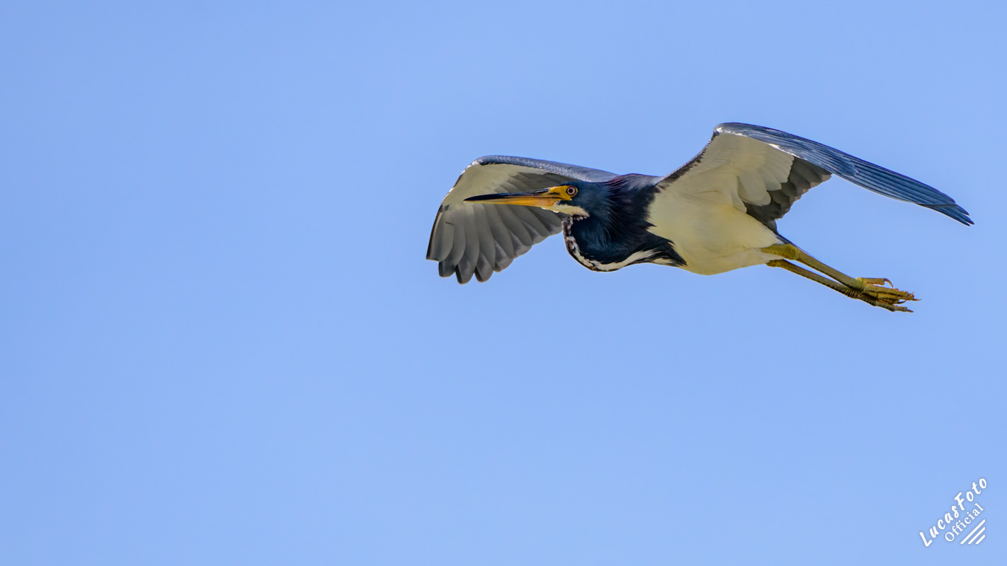 Tricolored Heron