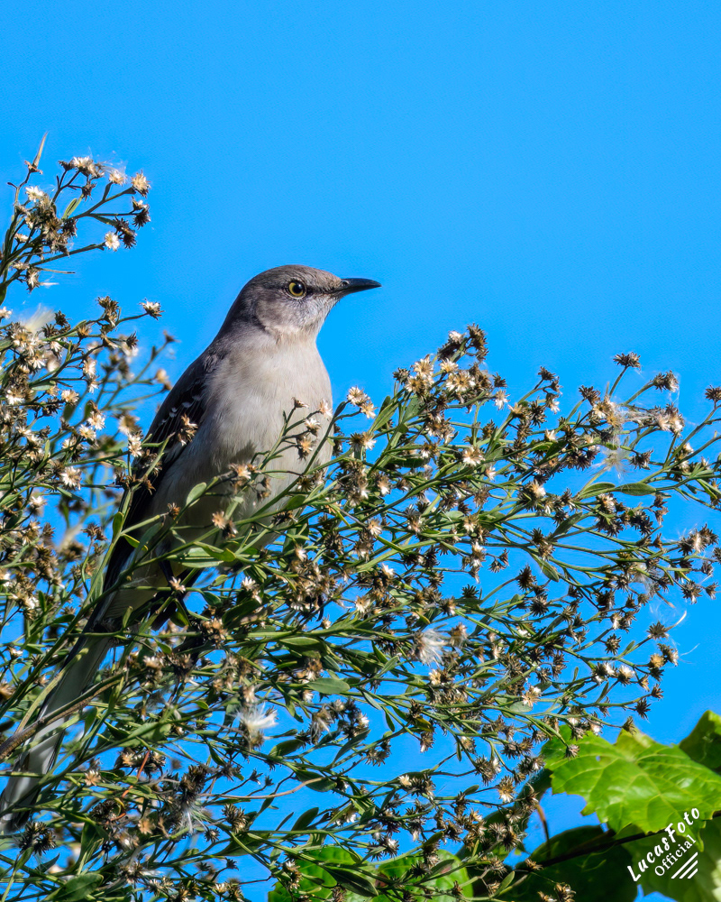 Northern Mockingbird