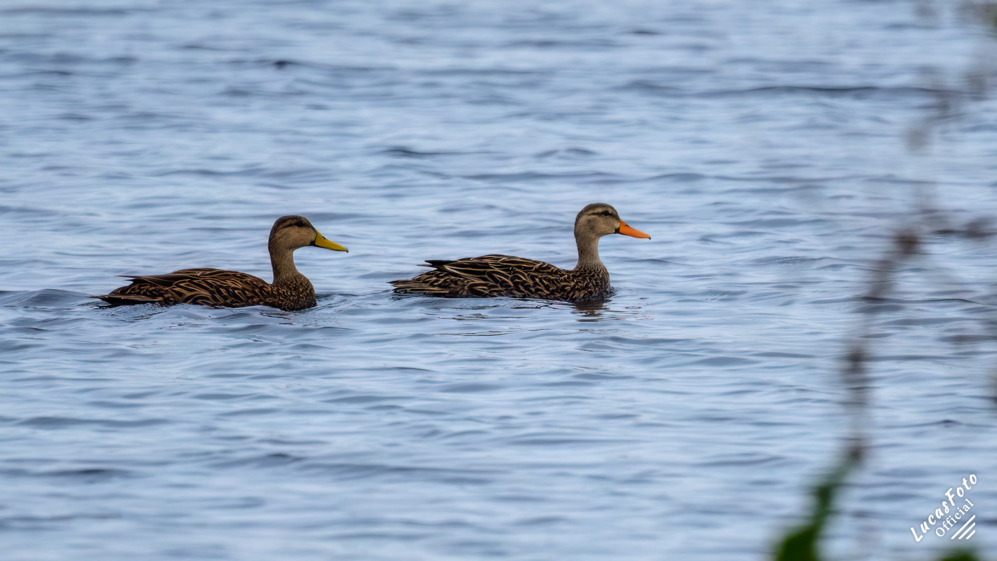 Mottled Duck