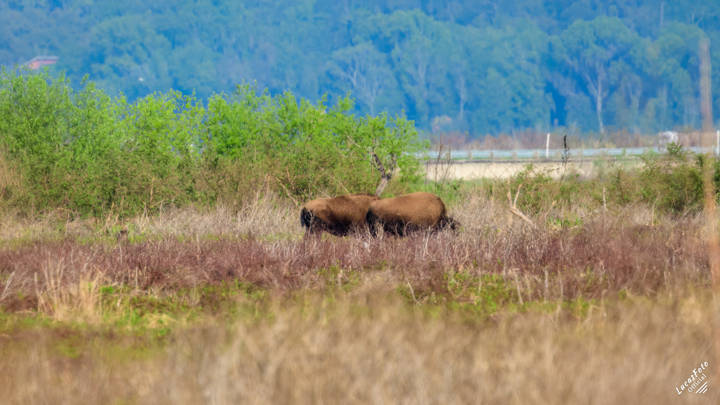 Bison