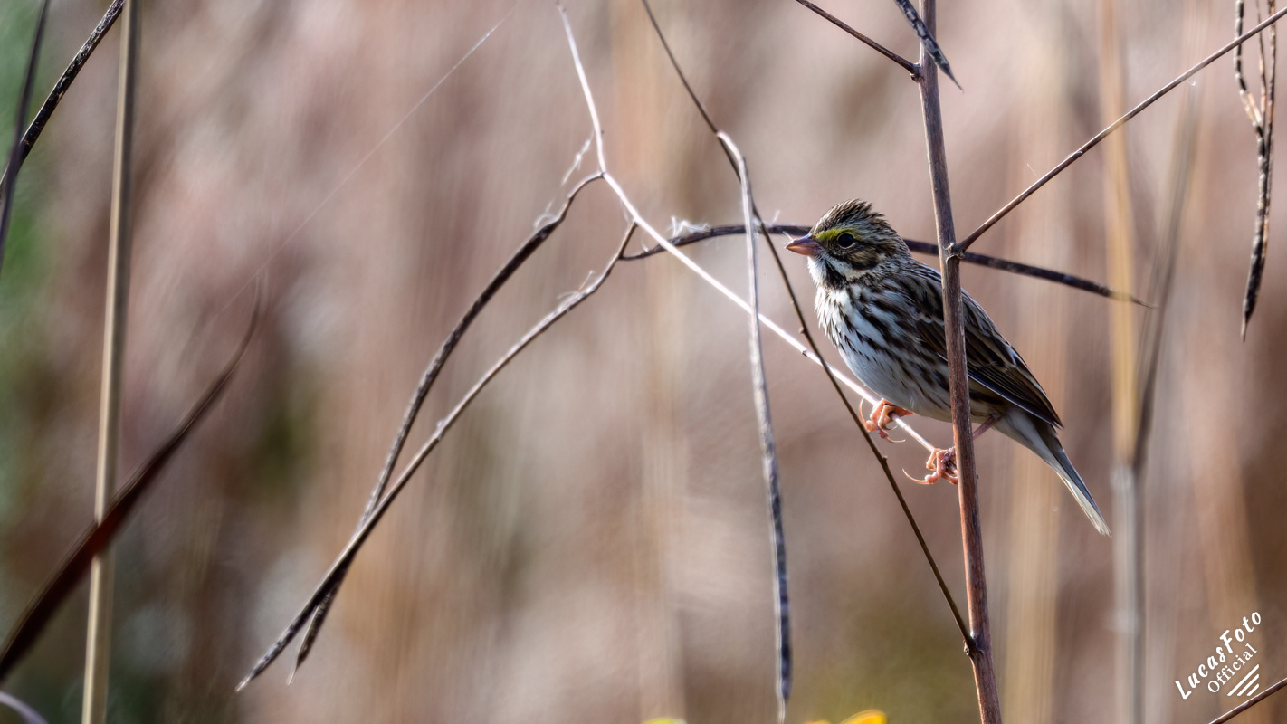 Savannah Sparrow