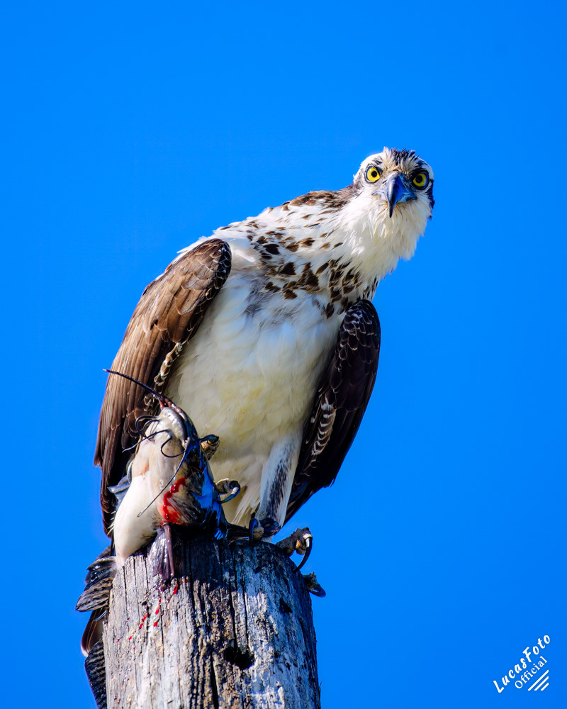Osprey