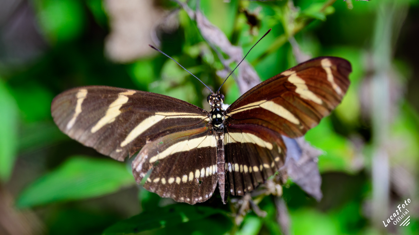 Zebra (Longwing)