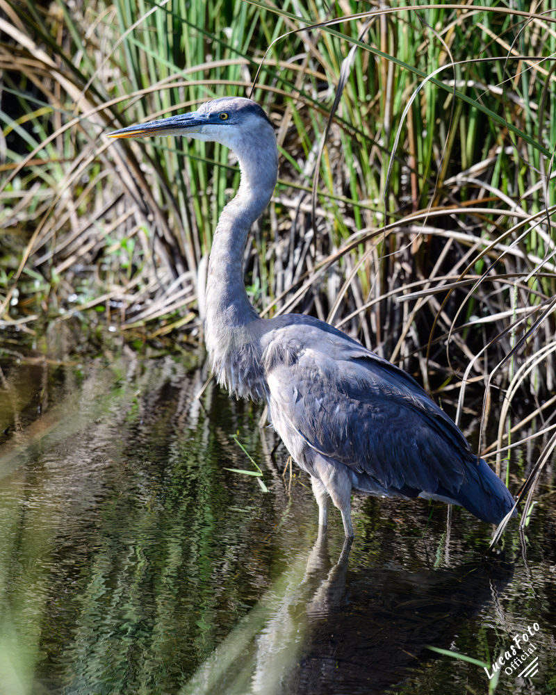 Great Blue Heron