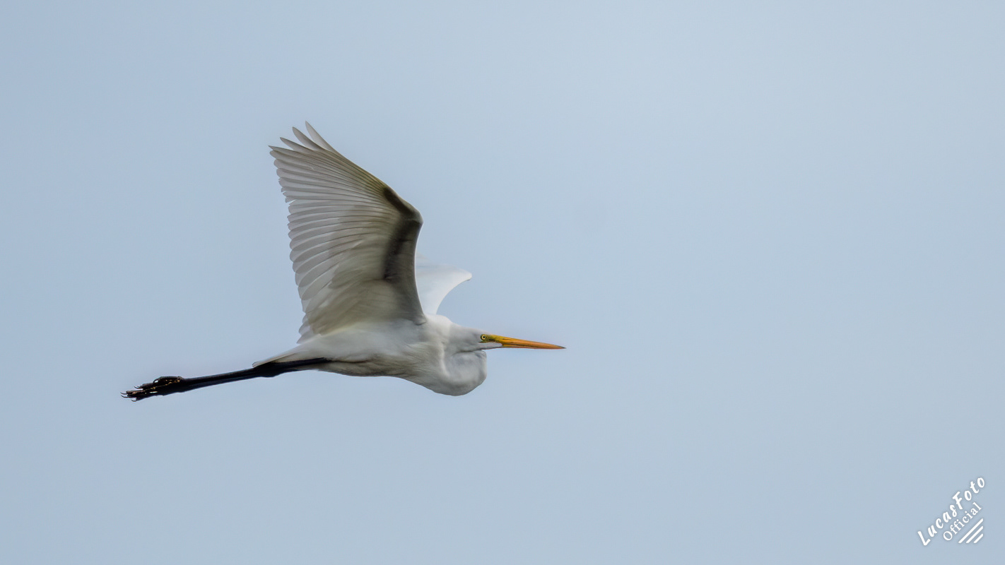 Great Egret