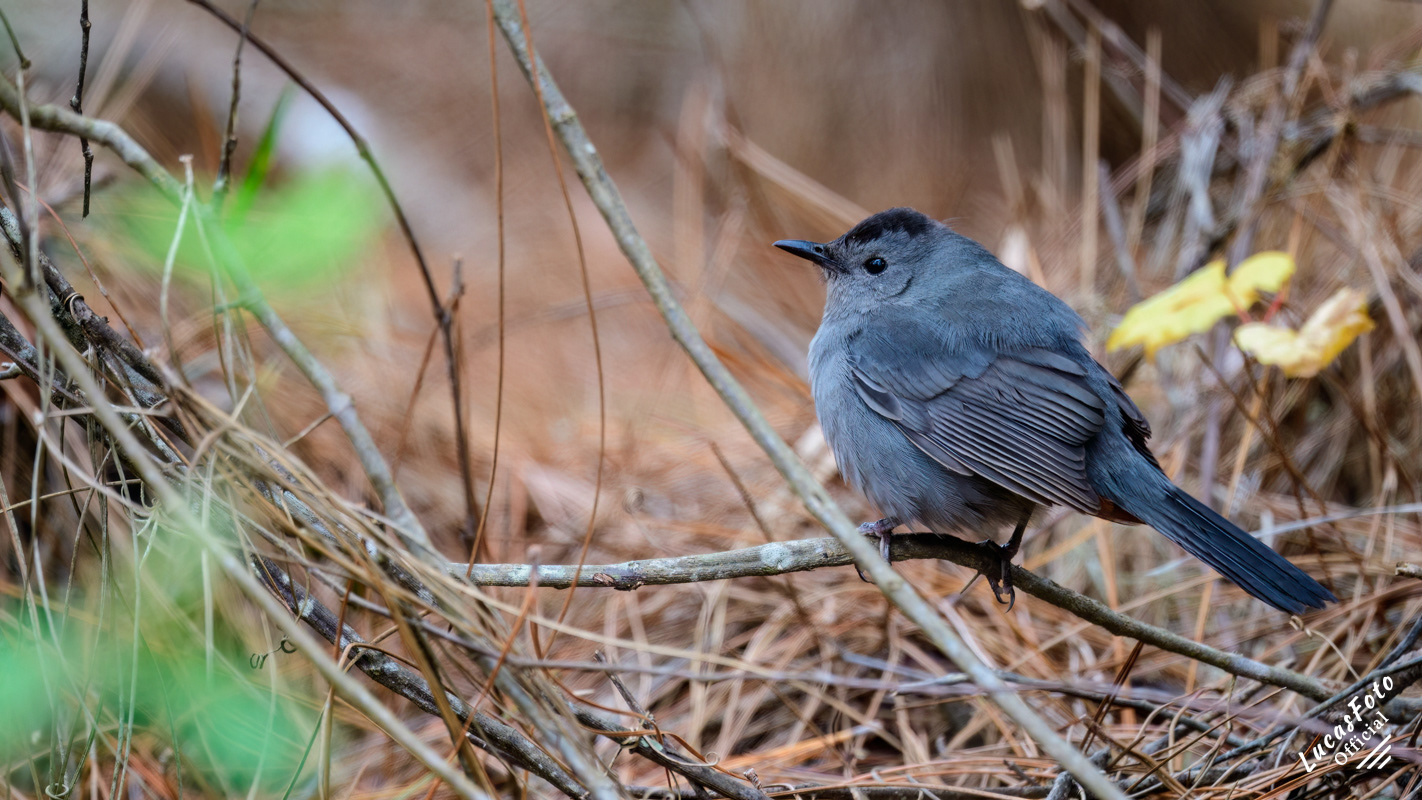 Gray Catbird