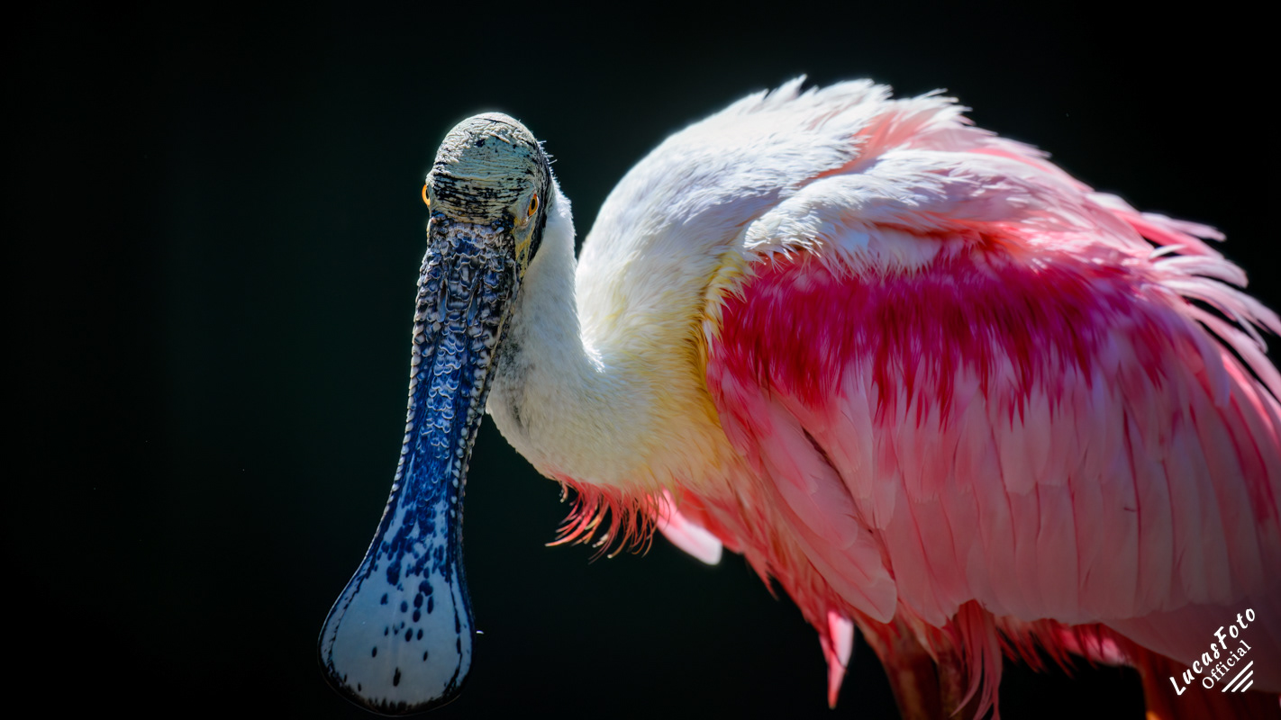 Roseate Spoonbill