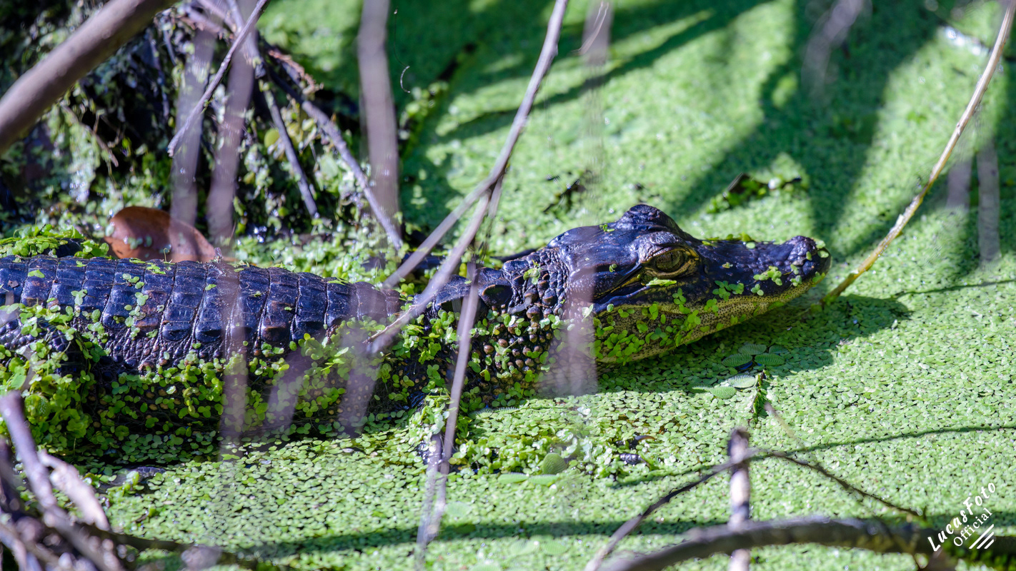 Alligator