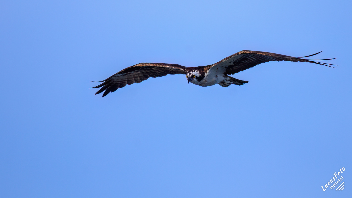 Osprey